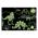 MUDPUPPY PUZZLE VIETIACE V TME DINOSAURUS, 662.4572